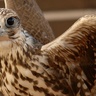 Profilbild von سامي