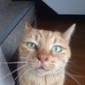 AKITOSHI KATO's profile picture
