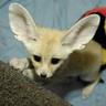 Фото профиля fennecLIU