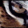 Khaled's profile picture