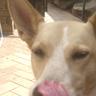 Allan Theiss's profile picture