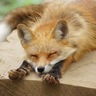 怠獣's profile picture