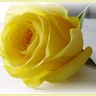 تركيه الفارس profil fotoğrafı
