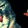 Stoned_cat 🐍's profile picture