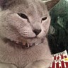 Zen's profile picture