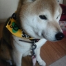 ちゃ~ぽ~'s profile picture