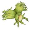Musemur 🐢 ♬♬ Il n'y a d'avenir, qu'en commun.'s profile picture