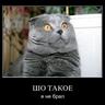 андр вол 的头像