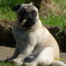 Puggs R's profile picture