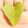 Ayush Kumar Sinha's profile picture