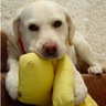 4retrievers 🇺🇦 🌻 profil fotoğrafı