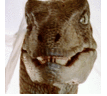 Фото профиля Velociraptor says Free Palestine