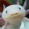 リュファ 的头像