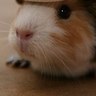 マミル profil fotoğrafı