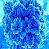 Profilbild von nanoflower