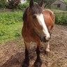 berys connop's profile picture