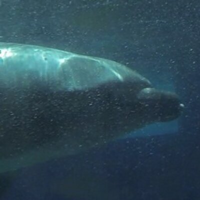 ANIMAL ADVOCATE  Ⓥ's profile picture