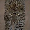 Snow Leopard profil fotoğrafı