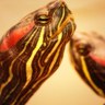 Фото профиля ウラノヒモビッチ