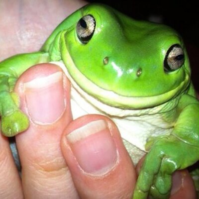 Sticky Frogs's profile picture