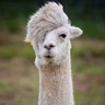 Llama King's profile picture