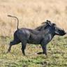 Warthog's profile picture