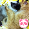 きょうこ's profile picture