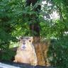 Lawrence C. Squirrel ็ๅคดๅ