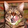 Profilbild von Komiser Tel'at