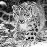SnowLeopardLass Ⓥ's profile picture