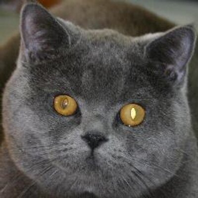 Kame Ron Diaz(San Diego出身)'s profile picture