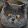 Kame Ron Diaz(San Diego出身) profil fotoğrafı