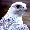 عبدالله الحسن's profile picture