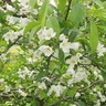 のはらの花 profil fotoğrafı
