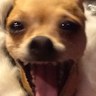 Profilbild von Mooseville