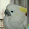 INDIGGO1412 profil fotoğrafı