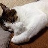 Tsune🐈🐈⬛🐱🍜🦕💫 的头像