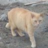 Фото профиля 甘党猫が通りますよ