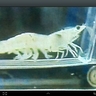 Shrimp on Treadmills's profile picture
