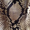 Profilbild von snake_whip