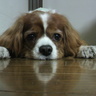 yumyu's profile picture