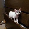 ひーちゃん 的头像