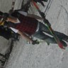 lifan nemaes's profile picture