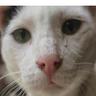 tioedong profil fotoğrafı