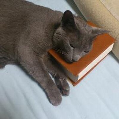 shirauzutaisa's profile picture