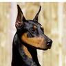 Profilbild von Doberman