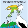 ismail's profile picture