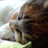 matuneko 的头像