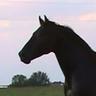 equinetechnical 的头像
