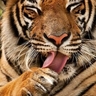حسن profil fotoğrafı